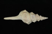 藏品(旋螺)的圖片